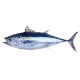 An image of a bluefin fish