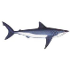 An image of a mako shark