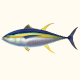 An image of a Yellowfin fish